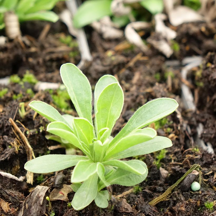 Aster alpinus Goliath - Aster des Alpes (Foliage)