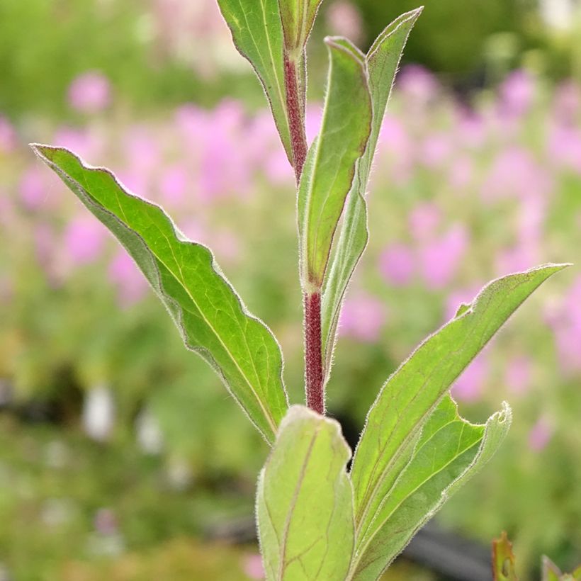 Aster amellus Blue King - Oeil du Christ (Feuillage)