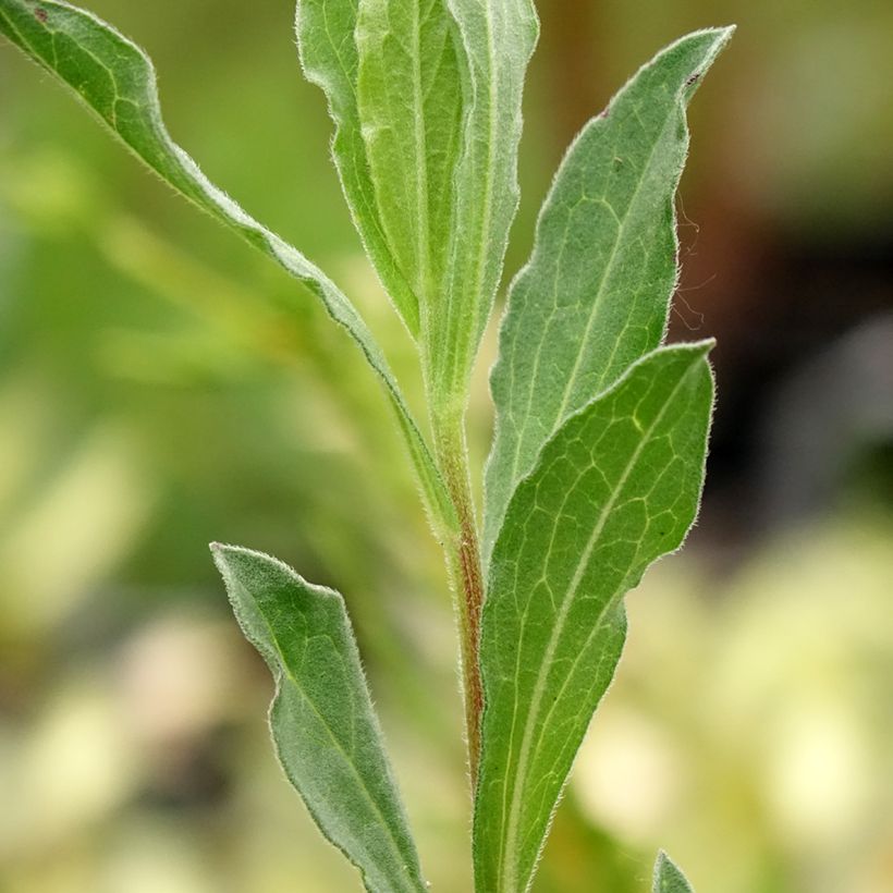 Aster amellus King George - Oeil du Christ (Feuillage)