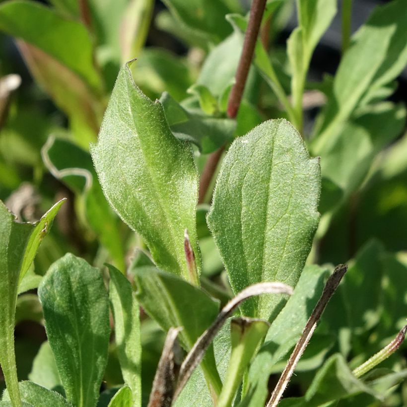 Aster amellus Rudolf Goethe - Œil du Christ (Feuillage)