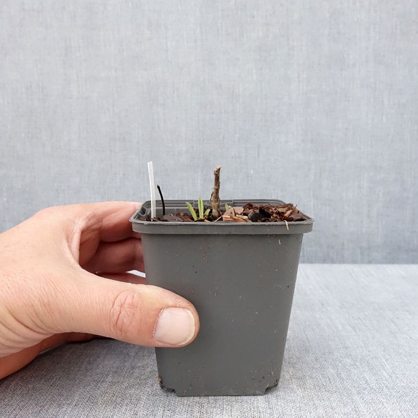 Example of Aster amellus Sonora - Aster d'été Godet de 8/9 cm as you get in printemps