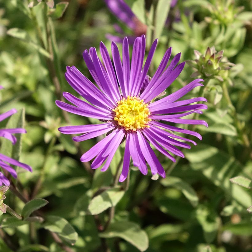 Aster amellus Veilchenkönigin Violet Queen - Aster d'automne (Flowering)