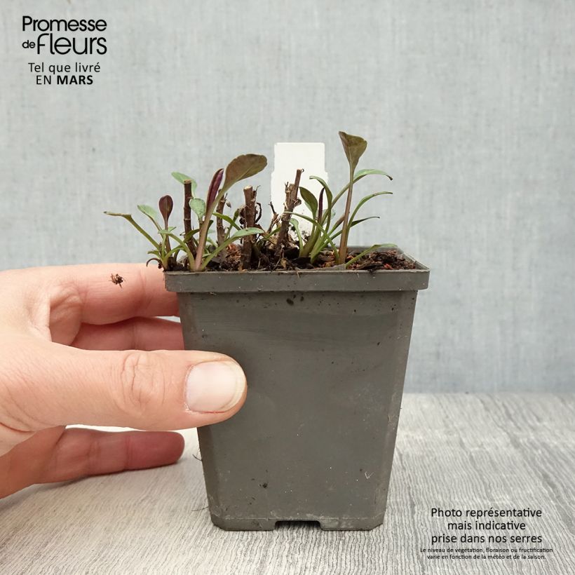 Example of Aster dumosus Anneke - Aster nain Godet de 8/9 cm as you get in printemps