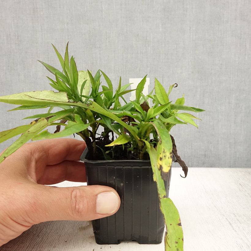 Spécimen de Aster dumosus Augenweide - Aster nain d’automne Godet de 8/9 cm tel que livré en été