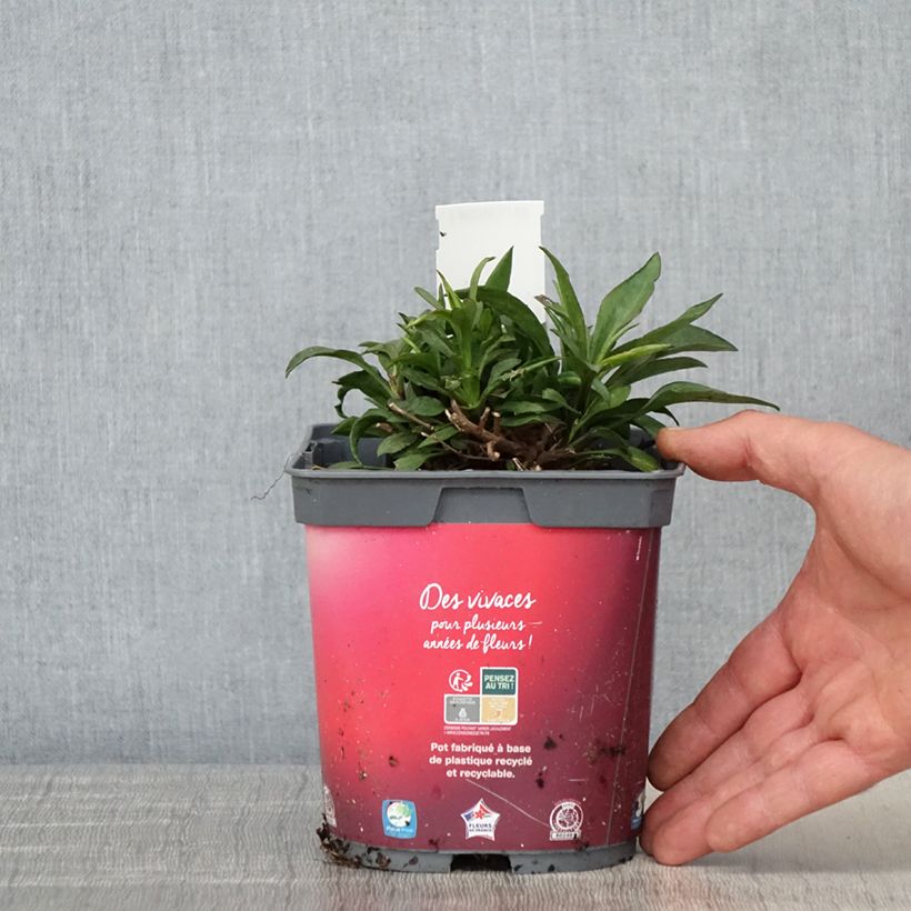 Example of Aster dumosus Bahamas - Aster nain Pot de 2L/3L as you get in printemps