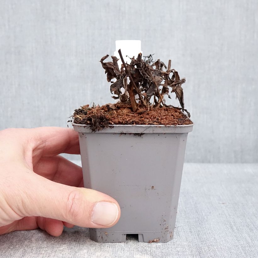 Example of Aster dumosus Jenny - Aster nain Godet de 8/9 cm as you get in hiver