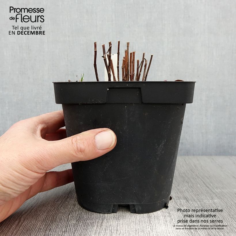 Spécimen de Aster dumosus Marjorie - Aster nain Pot de 2L/3L tel que livré en automne