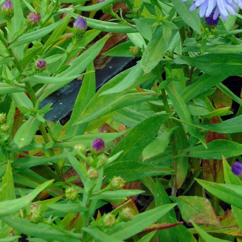 Aster dumosus Prof. Anton Kippenberg (Foliage)