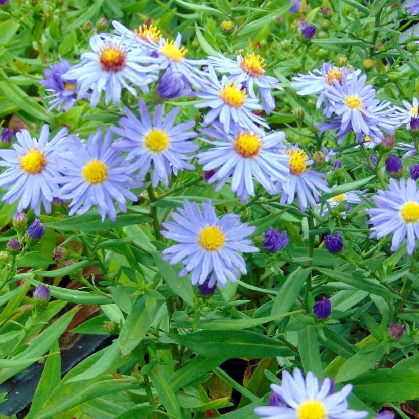 Aster dumosus Prof. Anton Kippenberg (Plant habit)