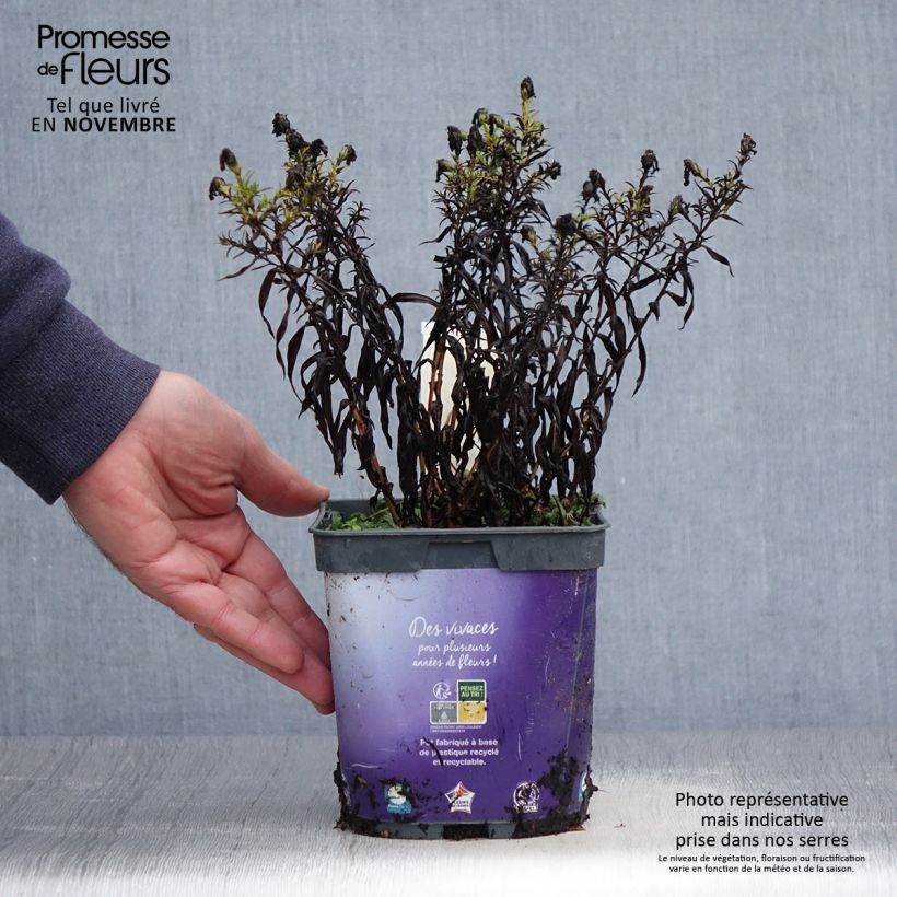 Spécimen de Aster dumosus Samoa - Aster nain d'automne Pot de 2L/3L tel que livré en automne