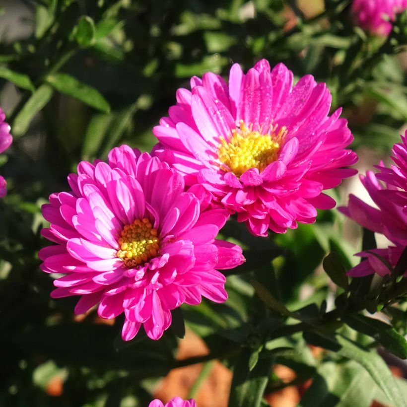 Aster dumosus Starlight - Aster nain d’automne (Flowering)