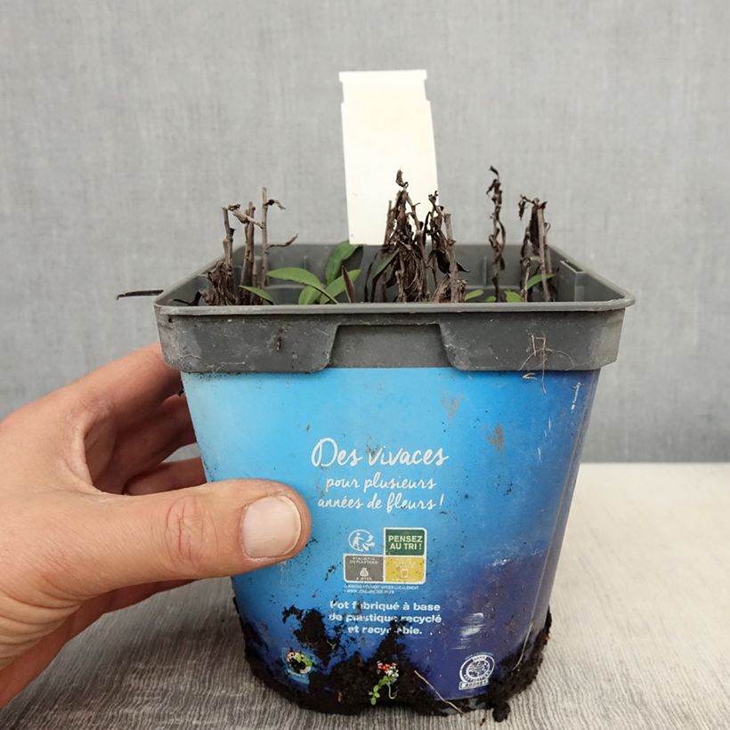 Example of Aster dumosus Tonga - Aster nain Pot de 2L/3L as you get in printemps