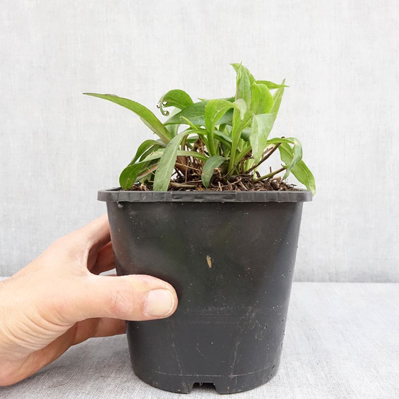 Example of Aster dumosus Wood's Purple Pot de 1,5L/2L as you get in printemps