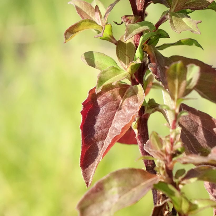 Aster Eleven purple - Aster nain d'automne (Feuillage)