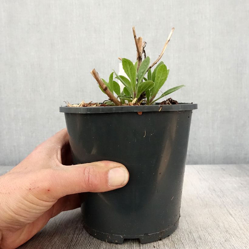 Example of Aster frikartii Mönch - Aster d'automne Pot de 1L/1,5L as you get in printemps