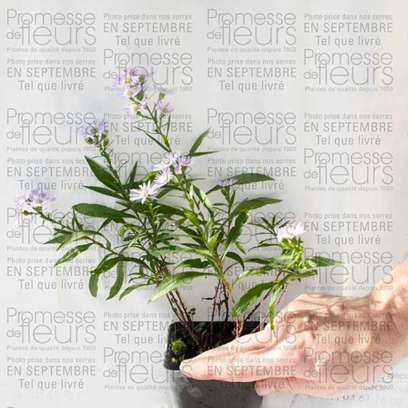 Exemple de spécimen de Aster Herfstweelde - Aster d'automne Godet de 8/9 cm tel que livré