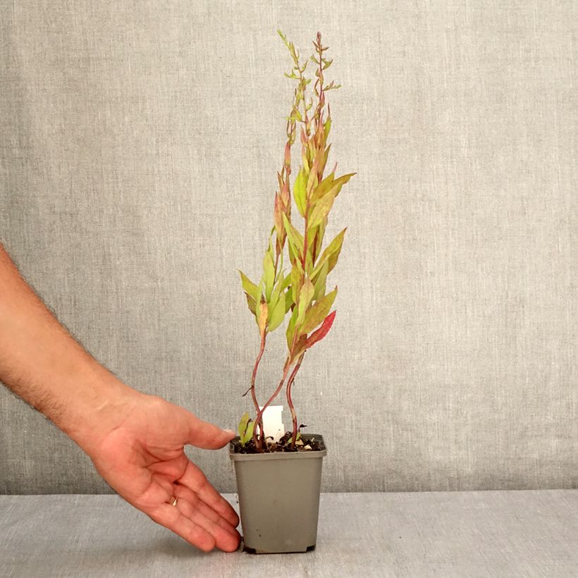 Spécimen de Aster lateriflorus Chloe - Aster d'automne Godet de 8/9 cm tel que livré en été