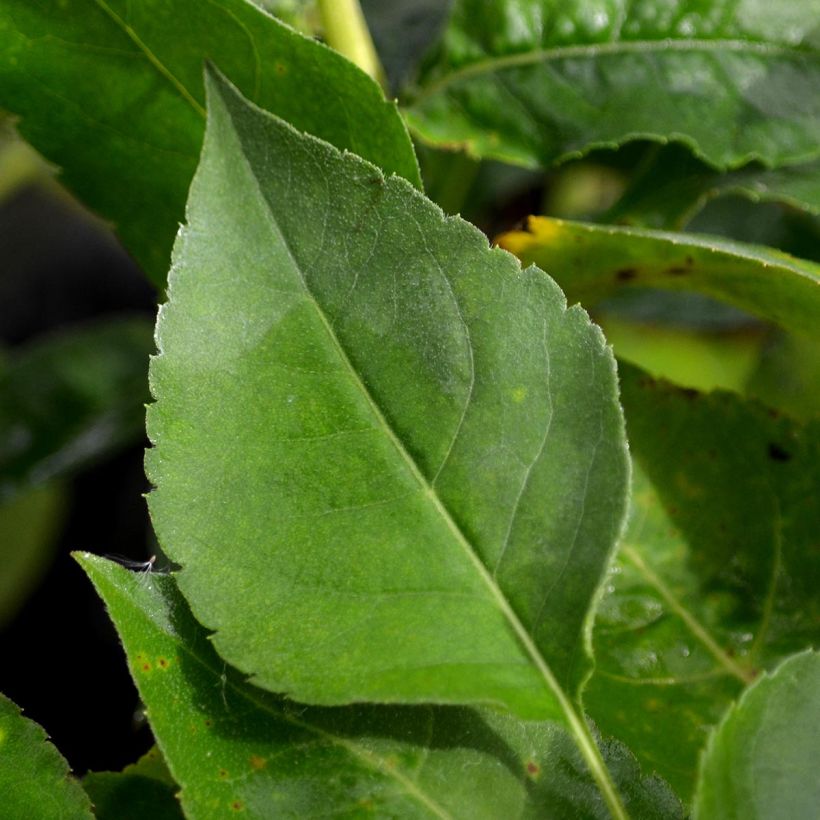 Aster macrophyllus twilight (Foliage)
