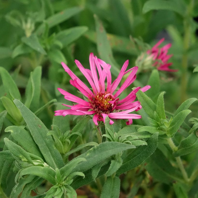 Aster novae-angliae Andenken an Alma Pötschke (Flowering)