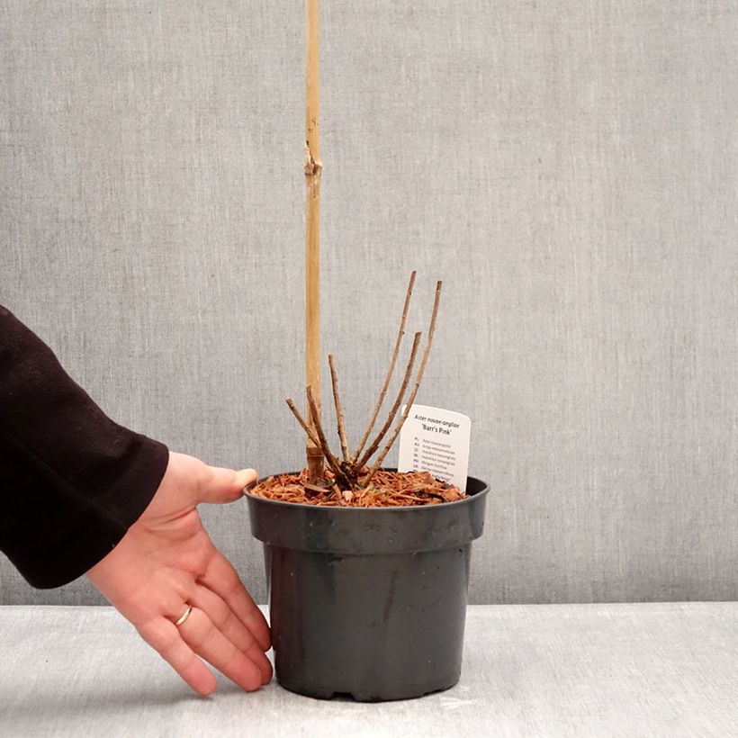 Example of Aster novae-angliae Barr's Pink - Grand aster d'automne Pot de 2L/3L as you get in hiver