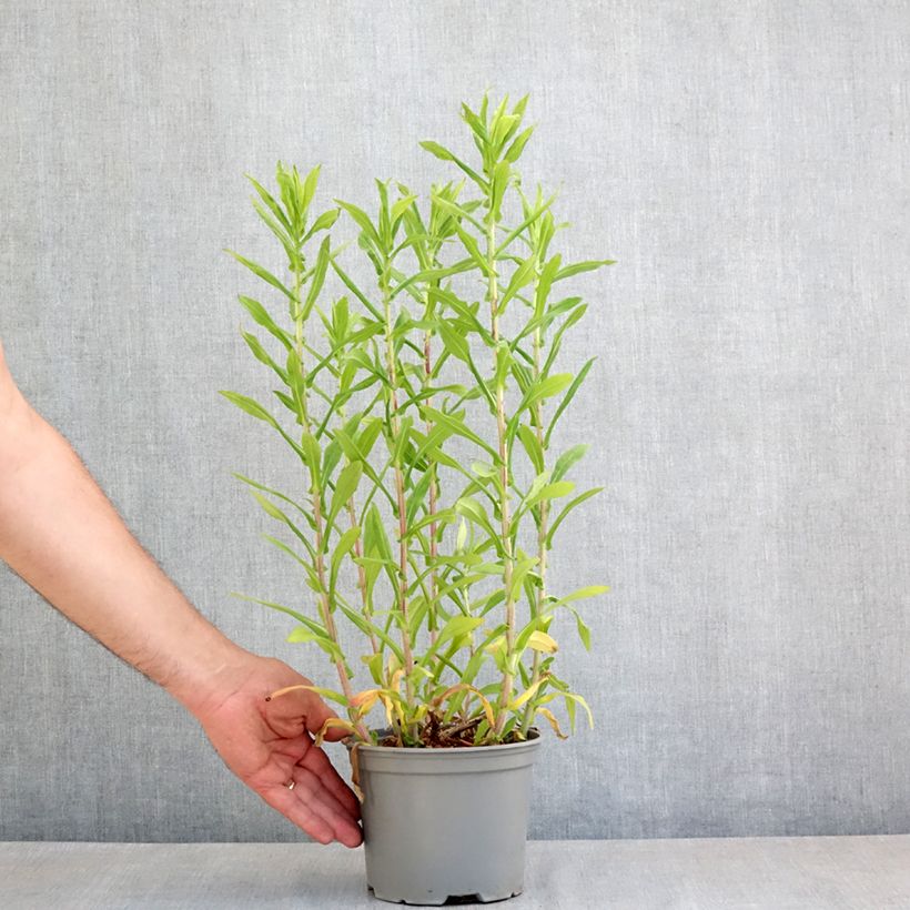 Spécimen de Aster novae angliae Barrs Blue - Aster grand d'automne Pot de 2L/3L tel que livré au printemps