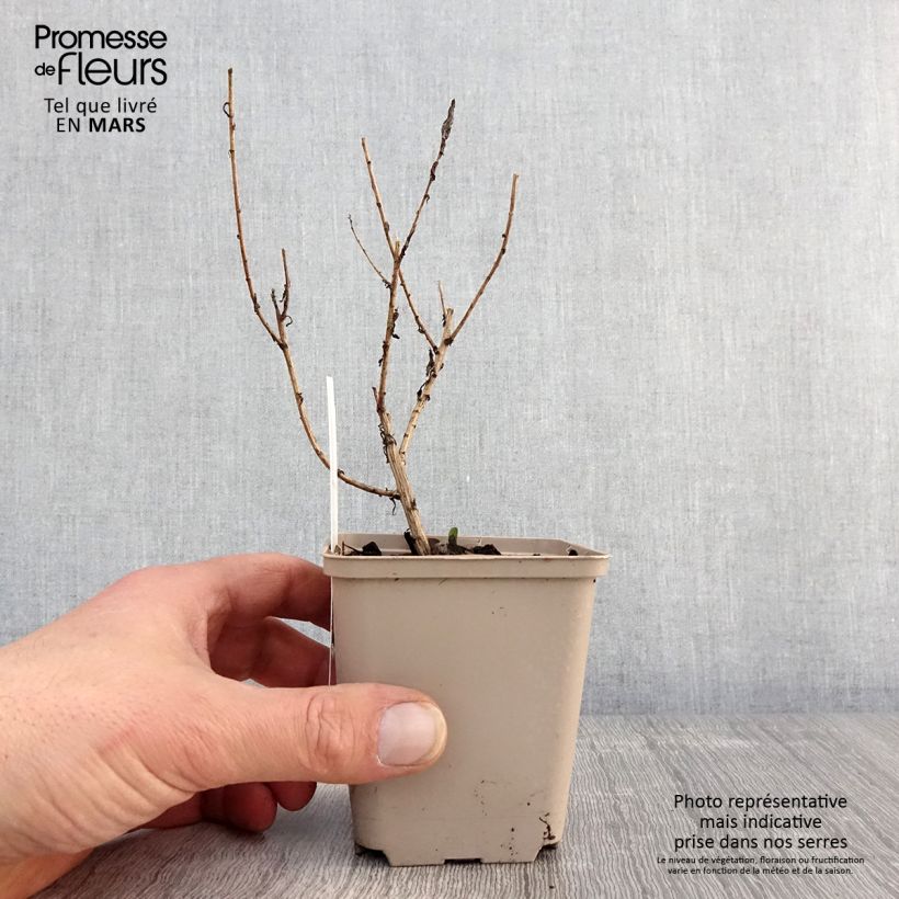 Example of Aster novae angliae Guido en Gezelle - Aster grand d'automne Godet de 8/9 cm as you get in printemps