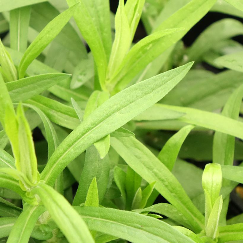 Aster novae-angliae Rosa Sieger - Aster grand d'automne (Foliage)
