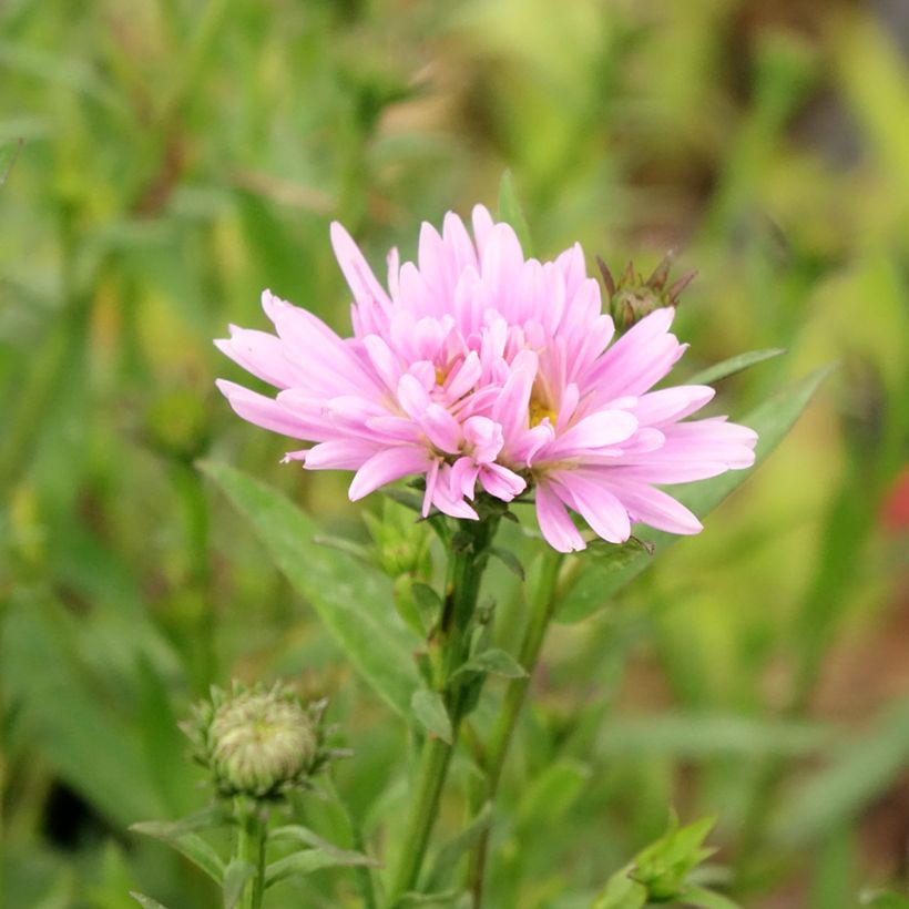 Aster Novi Belgii Fellowship (Flowering)