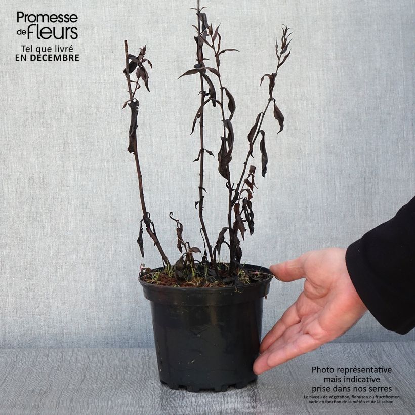 Spécimen de Aster Novi-belgii Fellowship - Aster d'automne Pot de 2L/3L tel que livré en automne
