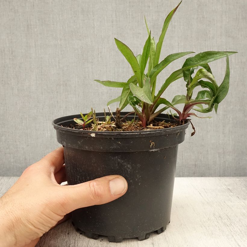 Example of Aster Novi Belgii Fellowship Pot de 2L/3L as you get in printemps