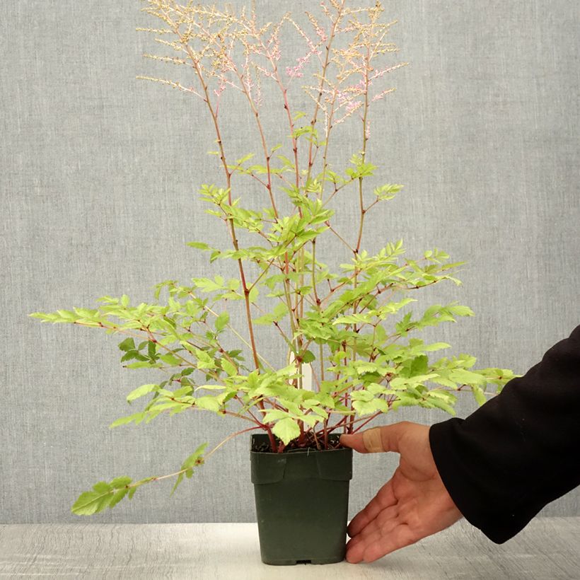 Spécimen de Aster novi-belgii Flamingo - Aster grand d’automne Godet de 8/9 cm tel que livré en été