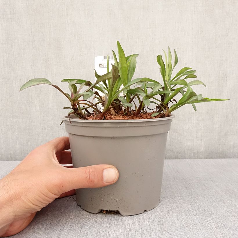 Example of Aster novi-belgii Marie Ballard - Aster grand d’automne Pot de 2L/3L as you get in printemps