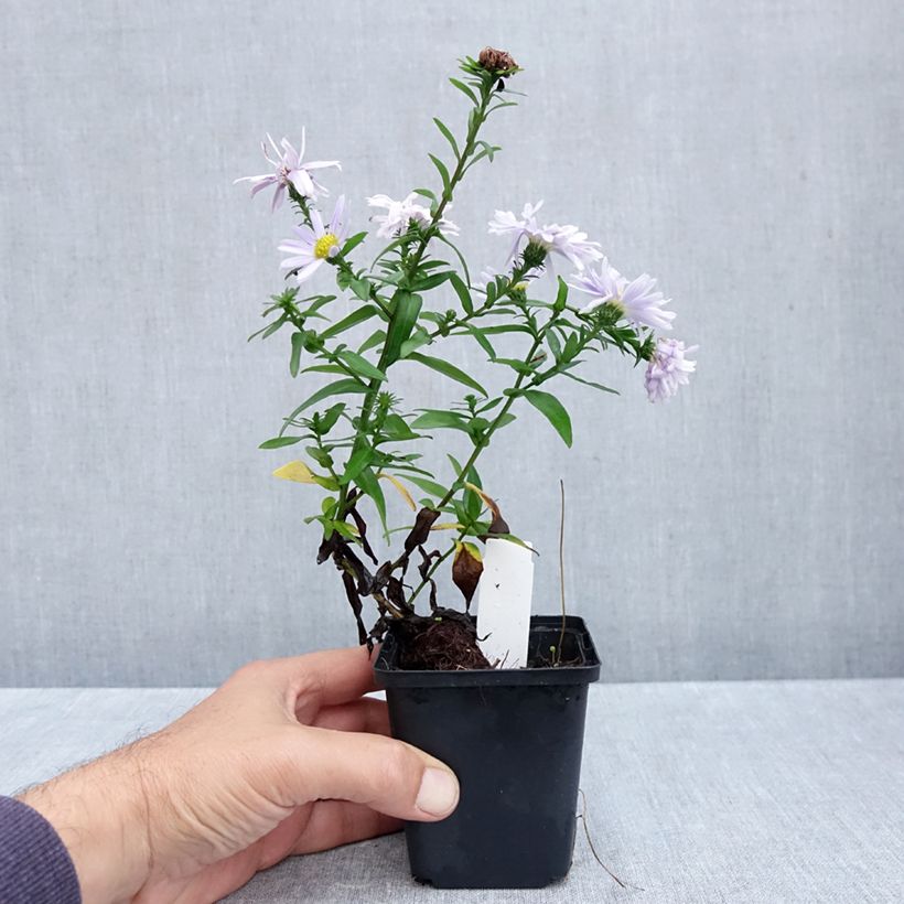 Spécimen de Aster novi-belgii Porzellan - Aster grand d'automne Godet de 8/9 cm tel que livré en automne