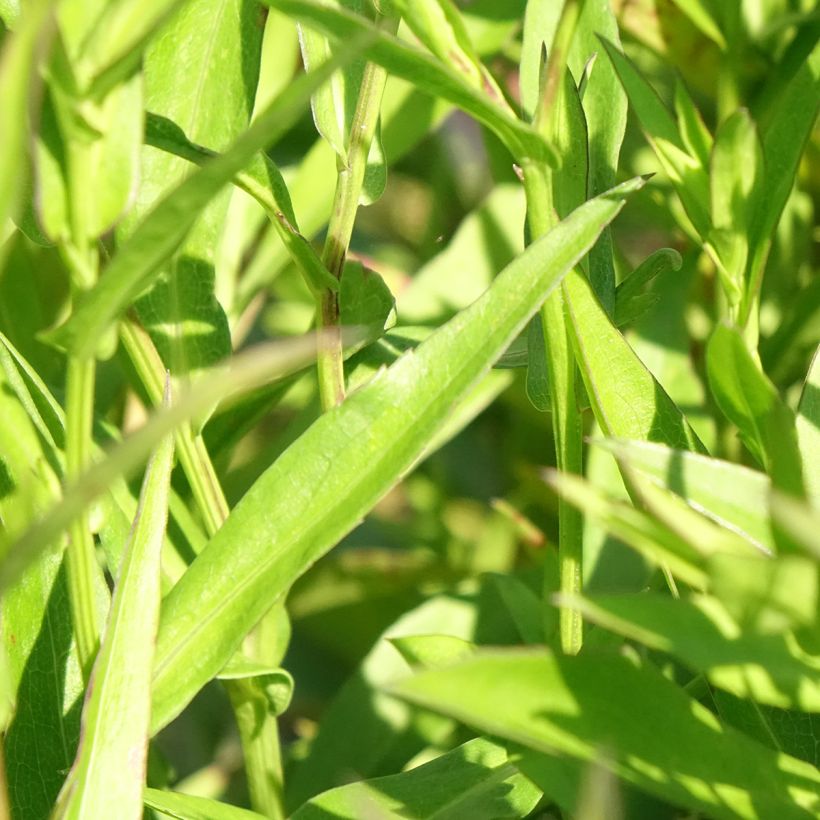 Aster novi-belgii Sarah Ballard (Foliage)