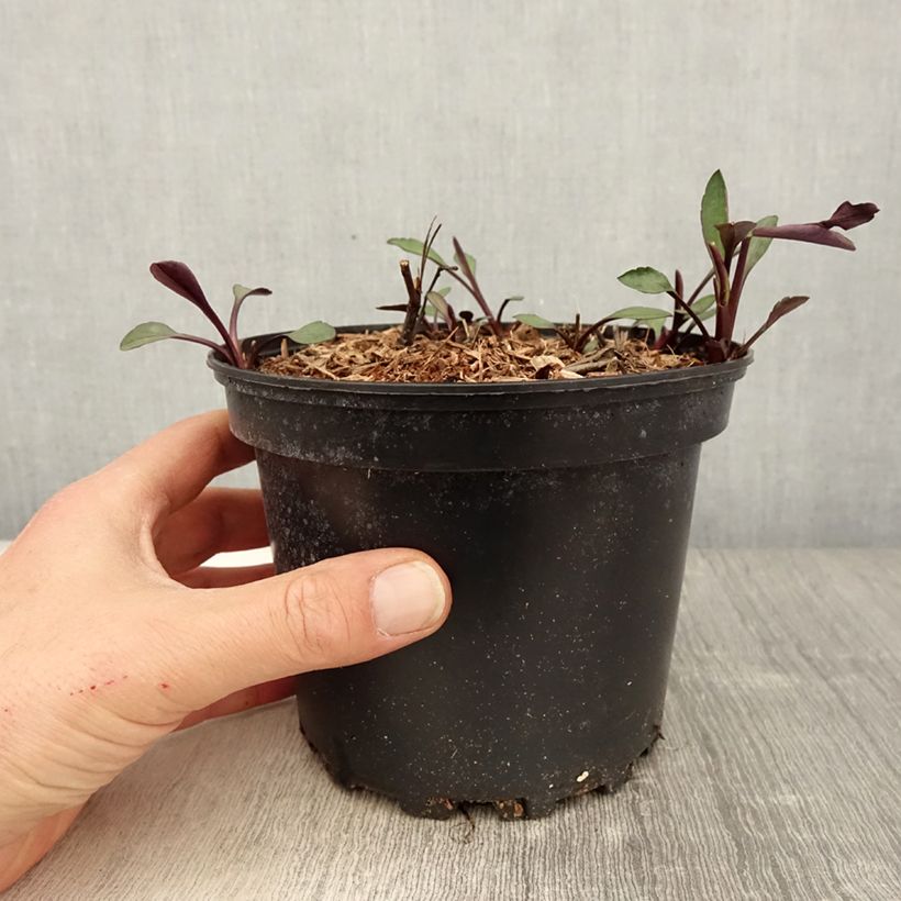 Example of Aster novi-belgii White Lady - Aster grand d'automne Pot de 2L/3L as you get in printemps