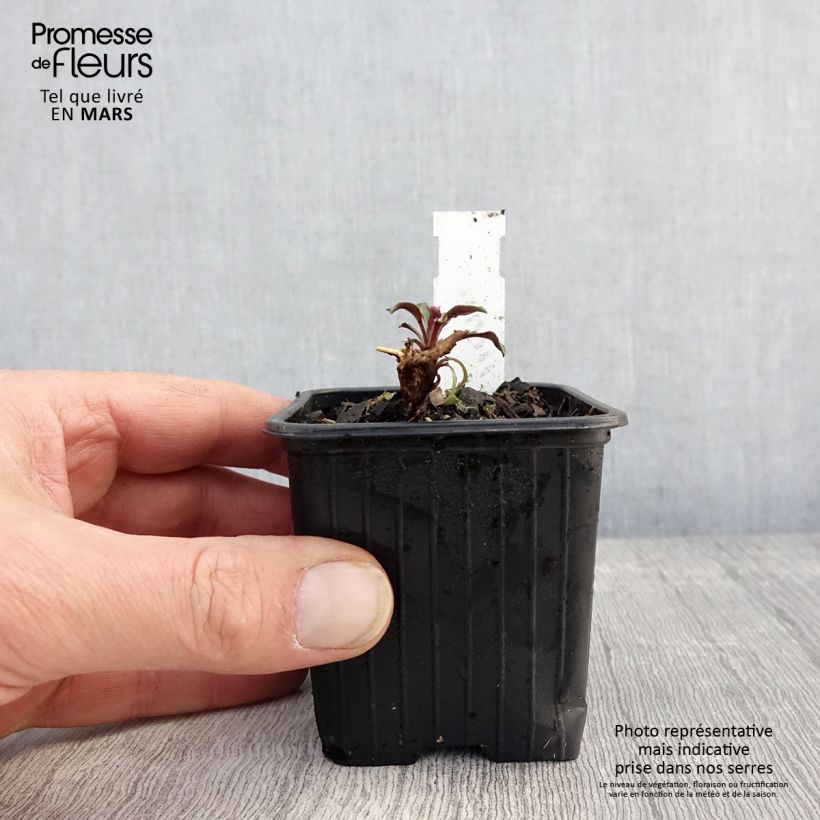 Example of Aster oblongifolius October Skies Godet de 8/9 cm as you get in printemps