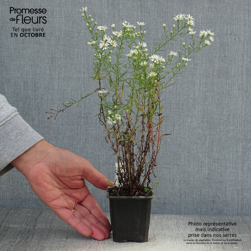 Spécimen de Aster pringlei Monte Cassino Godet de 8/9 cm tel que livré en automne