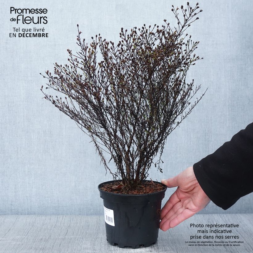 Spécimen de Aster pringlei Monte Cassino Pot de 2L/3L tel que livré en automne