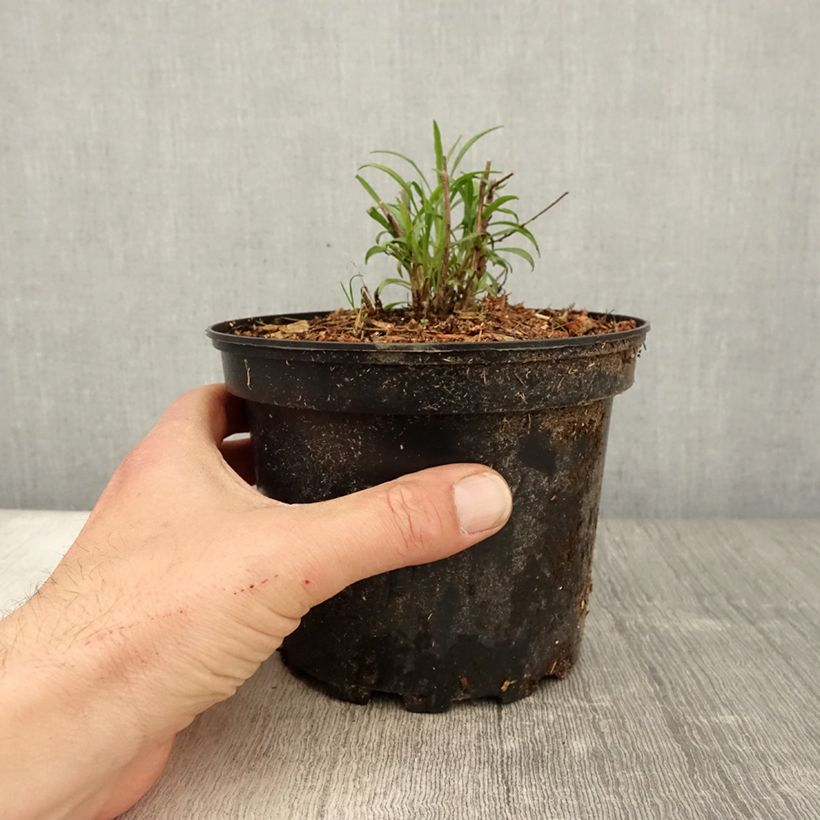 Example of Aster pringlei Monte Cassino Pot de 2L/3L as you get in printemps