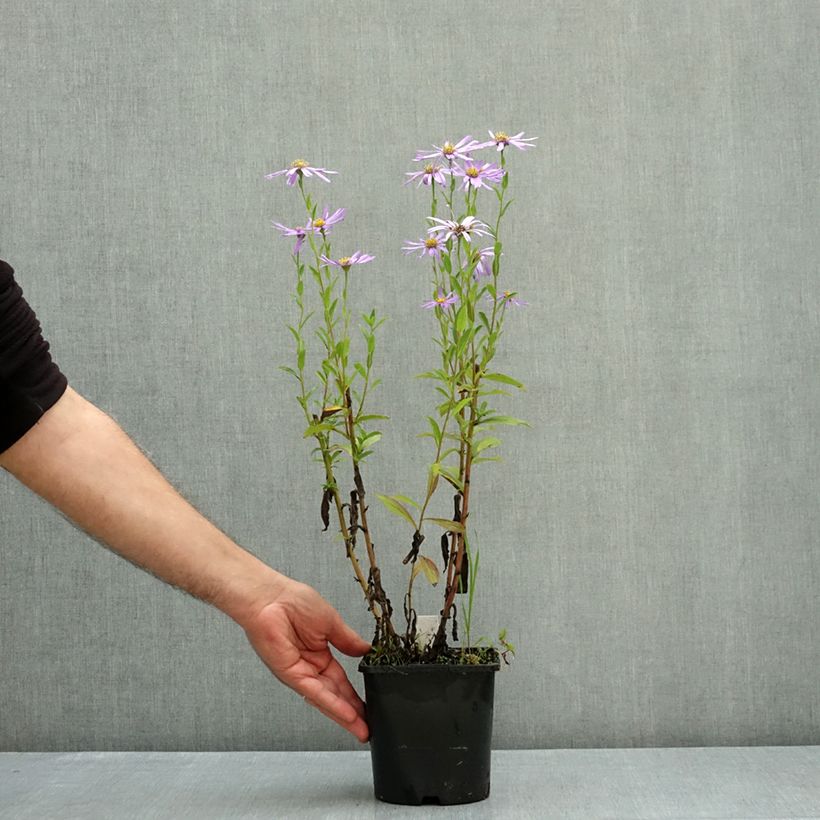 Spécimen de Aster thomsonii - Aster d'été Pot de 1,5L/2L tel que livré en automne