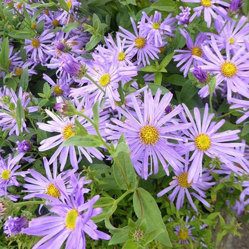 Aster thomsonii Nanus - Aster d'été (Flowering)