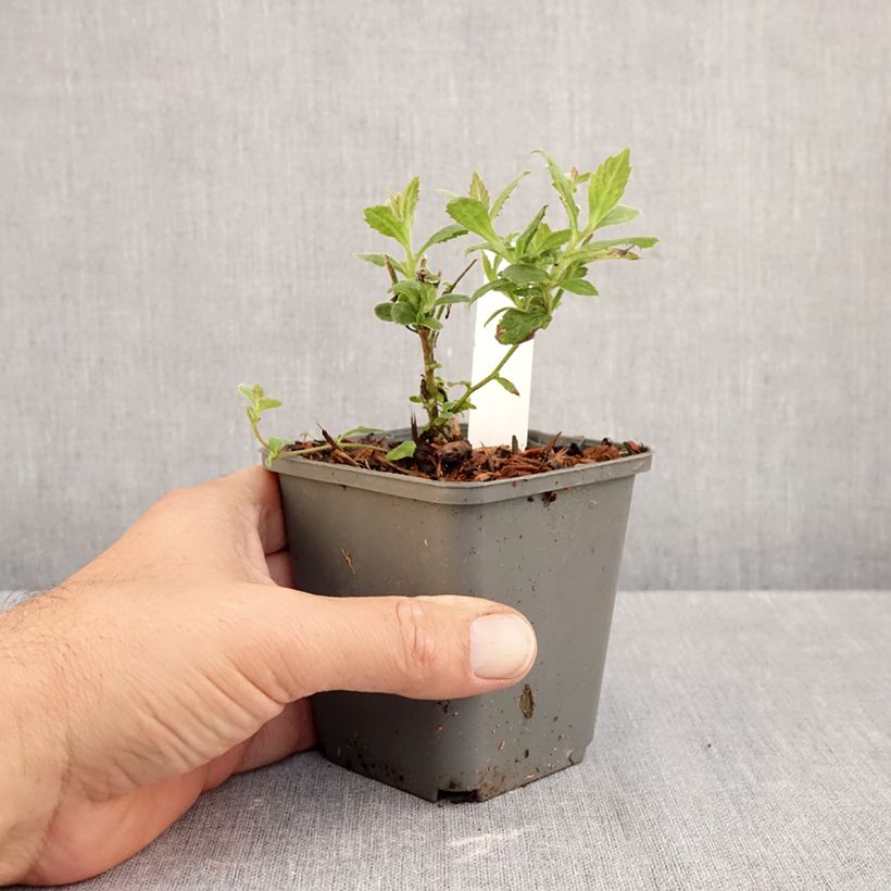 Spécimen de Aster thomsonii Nanus - Aster d'été Godet de 8/9 cm tel que livré en automne