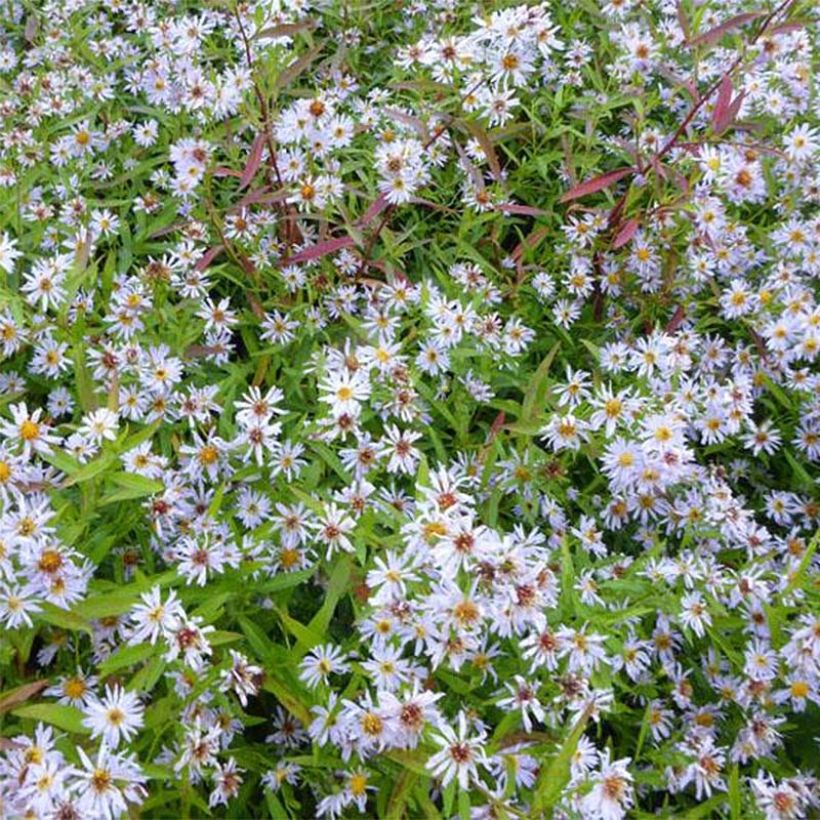 Aster versicolor Altweibersommer - Aster grand d'automne (Flowering)