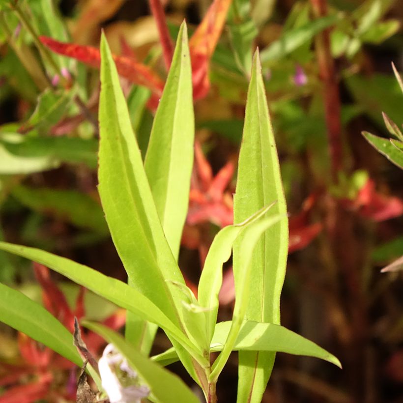 Aster versicolor Altweibersommer - Aster grand d'automne (Foliage)