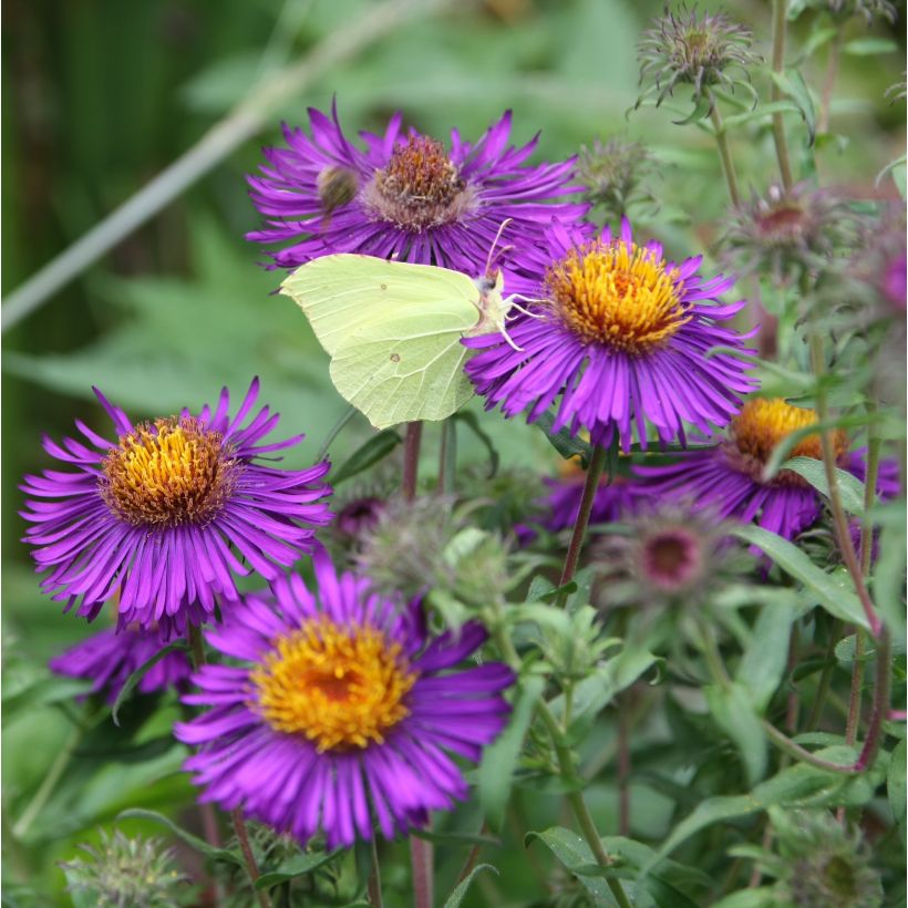 Aster novae-angliae Violetta - Aster grand d’automne (Flowering)
