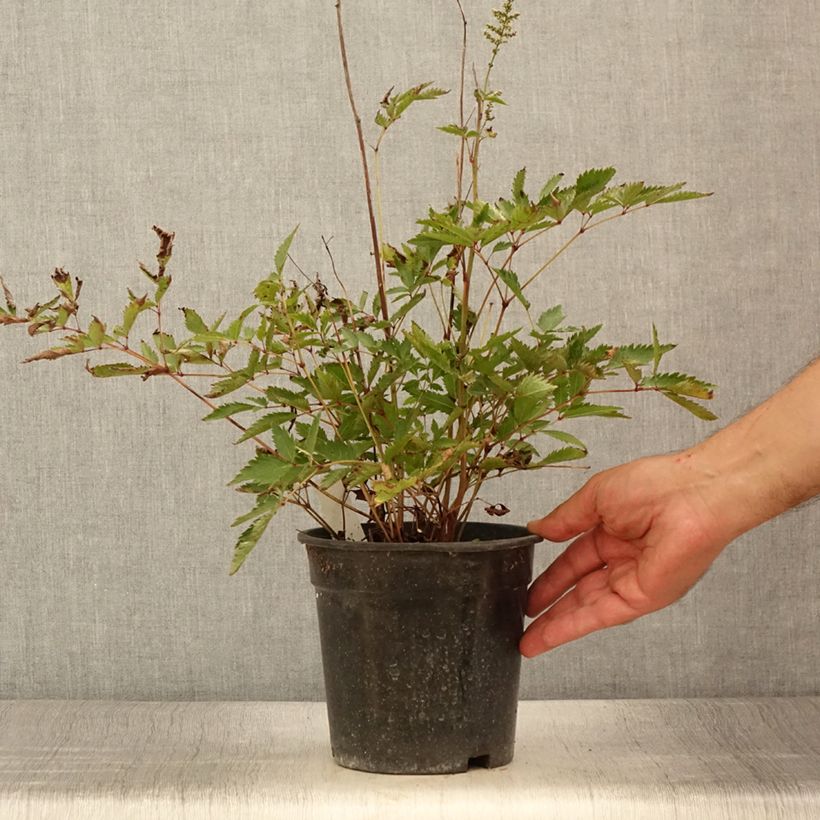 Spécimen de Astilbe arendsii Cappuccino Pot de 2L/3L tel que livré en été