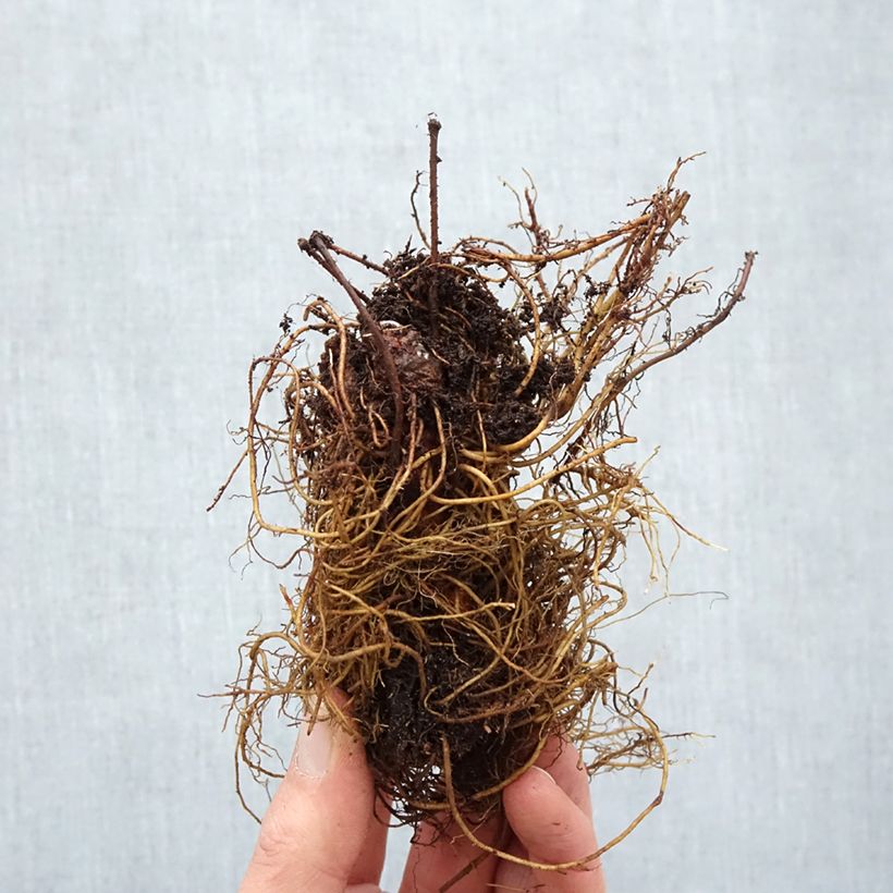 Example of Astilbe arendsii Cappuccino Racines nues, Qualité Extra équivalant à un pot de 2L as you get in hiver