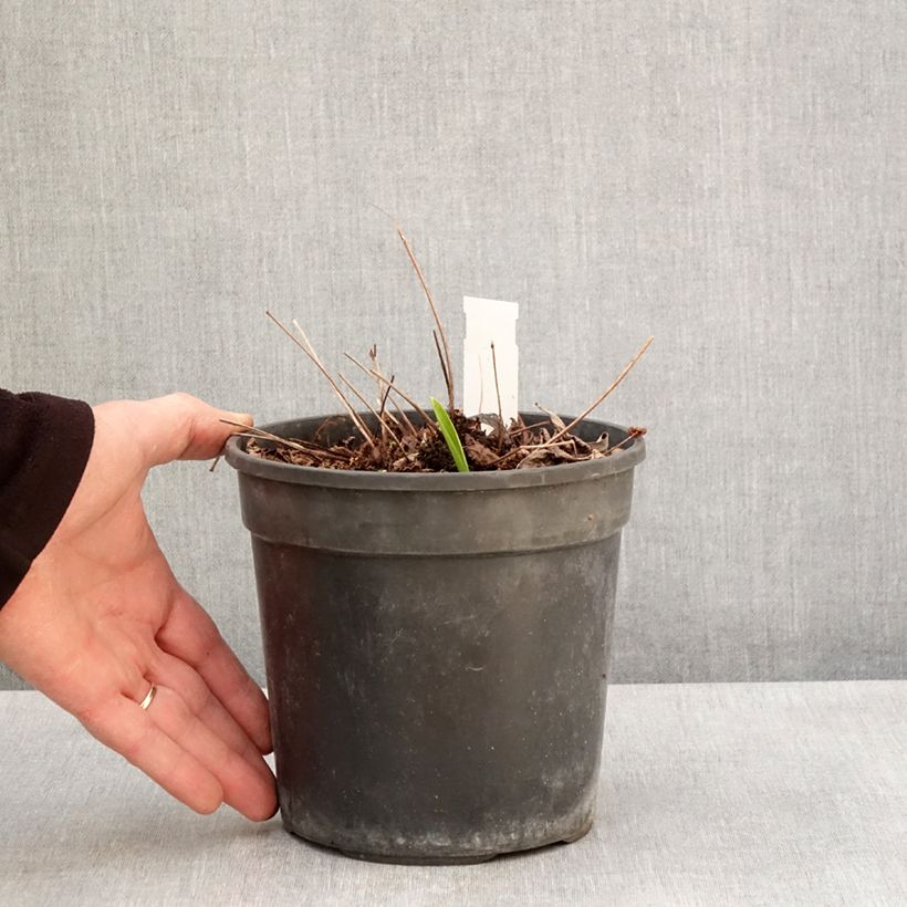 Example of Astilbe arendsii Color Flash Lime, Beauty of Lisse Pot de 2L/3L as you get in printemps