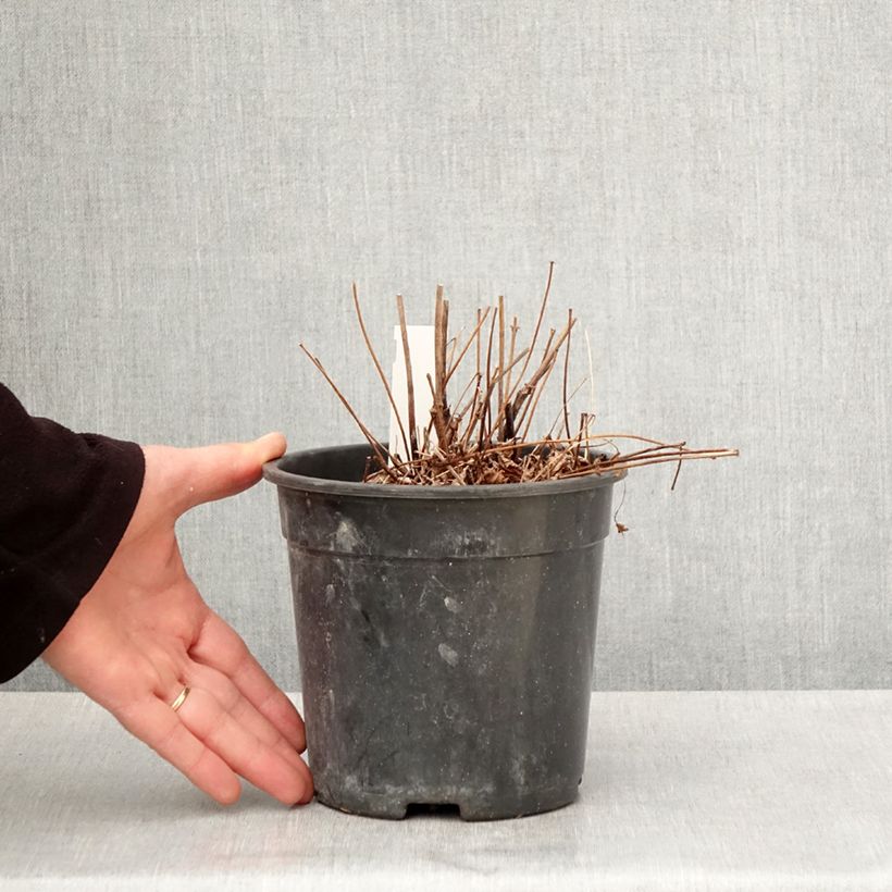 Spécimen de Astilbe arendsii Colour Flash - Astilbe d'Arends panachée Pot de 2L/3L tel que livré au printemps