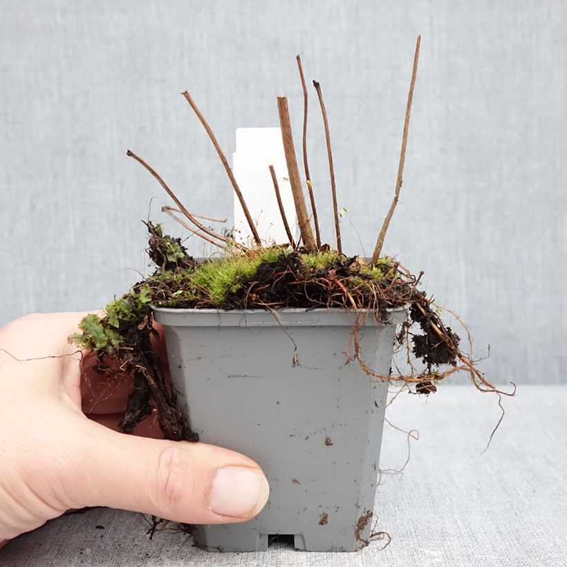 Example of Astilbe arendsii Ellie Godet de 8/9 cm as you get in hiver